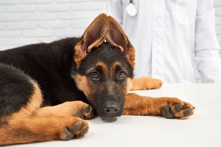 alsatian-kind-clever-look-up-vet-white-robe
