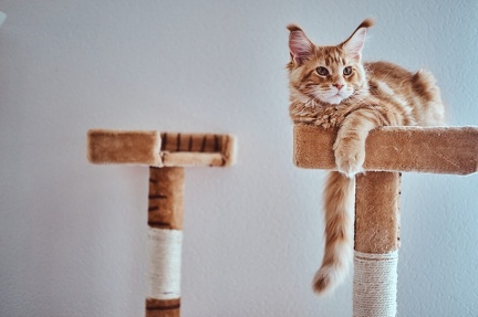 adorable-ginger-maine-coon-kitten-is-relaxing-special-cat-s-equipment
